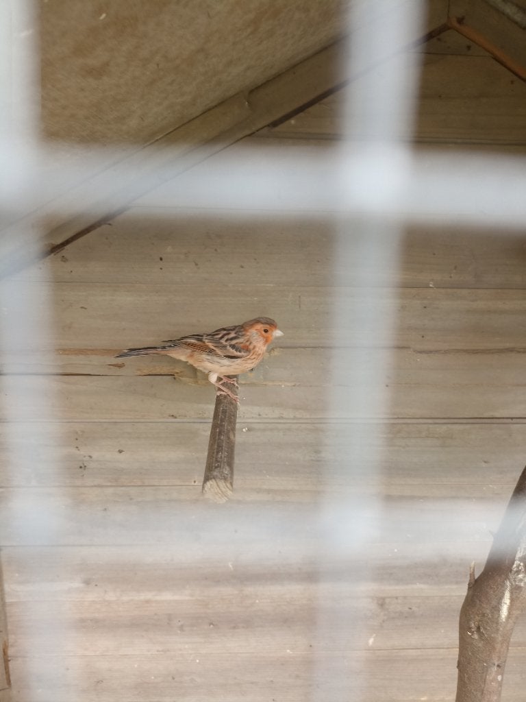 Agaat rood kanarie, Dieren en Toebehoren