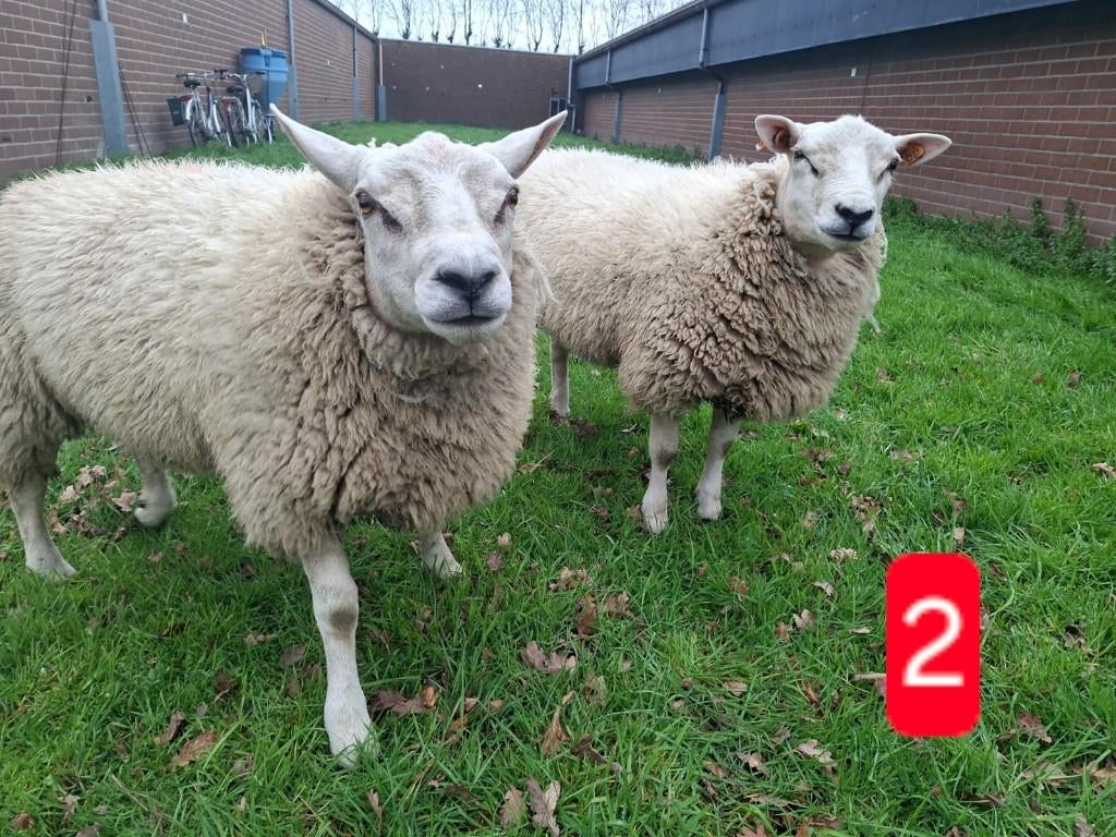Schapen en geiten opkoop