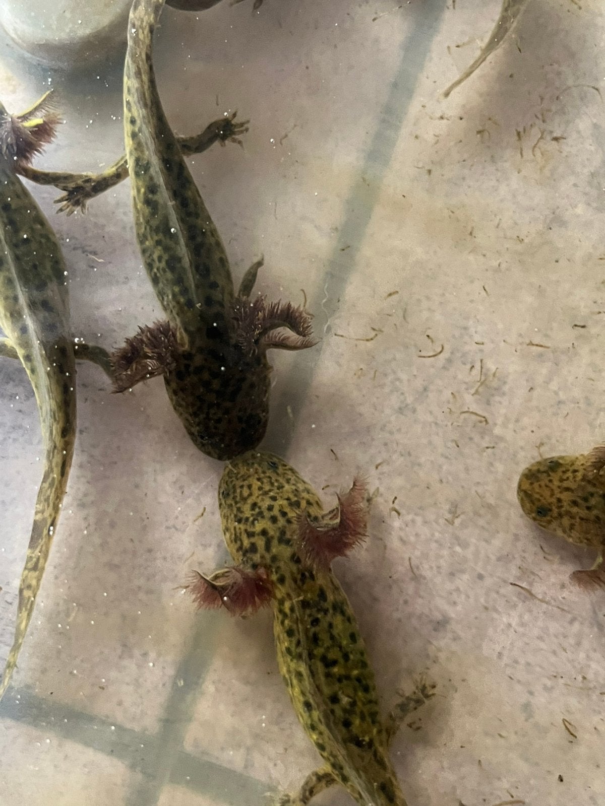 Wildkleur axolotls, Dieren en Toebehoren, Amfibie, 0 tot 2 jaar