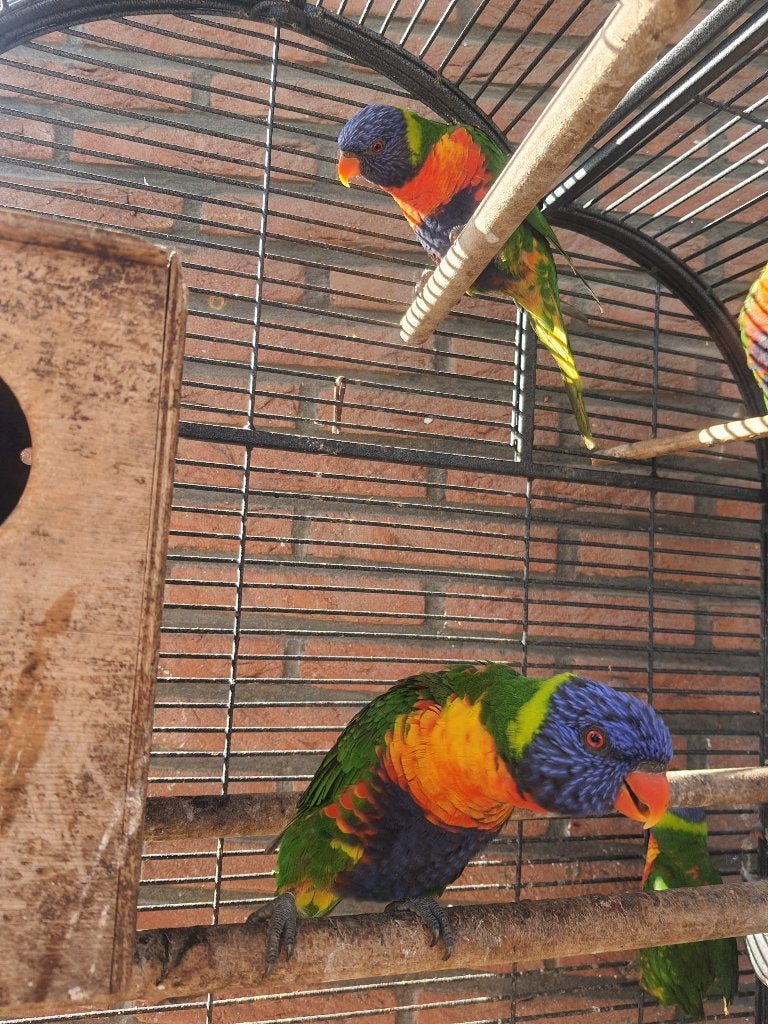 5 lori van blauwe bergen dringen weg, Plusieurs animaux, Perroquet