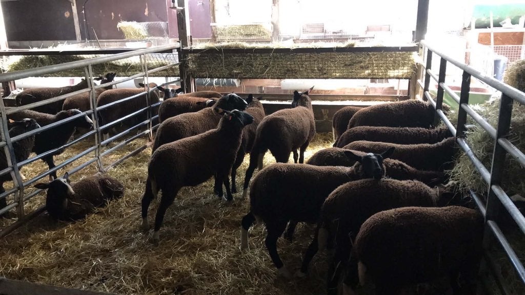 Zwartbles lammeren, Dieren en Toebehoren, Meerdere dieren, Schaap, 0 tot 2 jaar