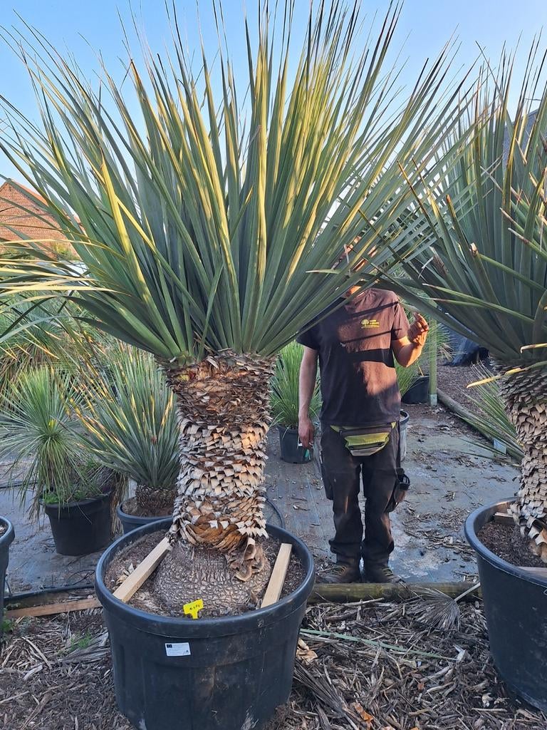 Nolina Nelsoni multikop XXL, Tuin en Terras, Planten | Bomen, Ophalen of Verzenden