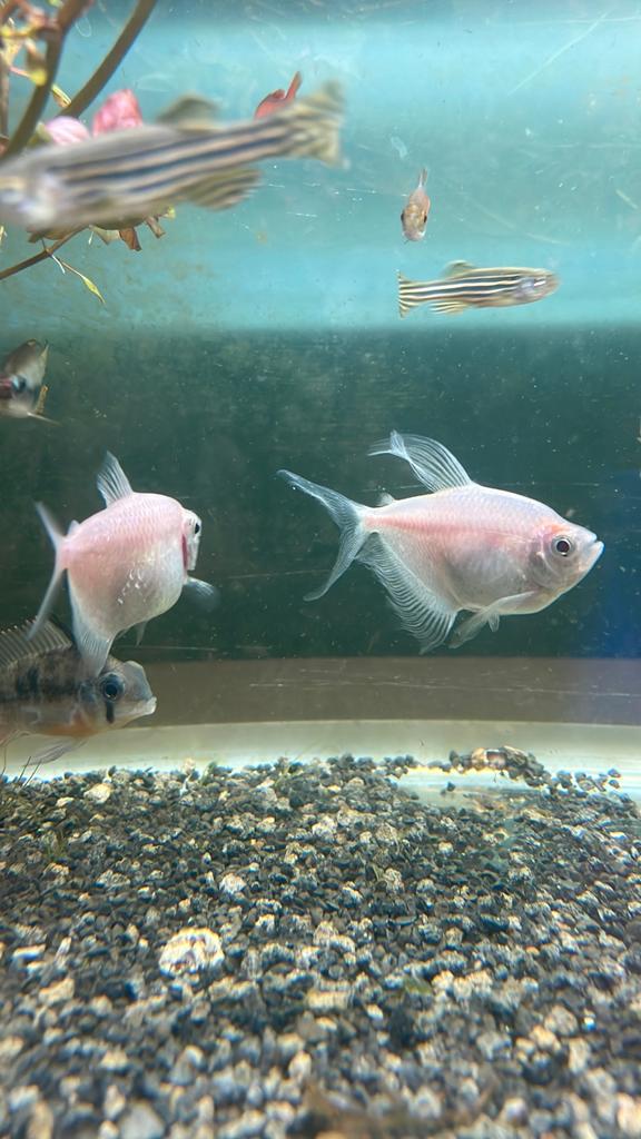 2 witte tetras, Animaux & Accessoires, Poissons | Poissons d'aquarium, Poisson d'eau douce, Poisson, Banc de poissons
