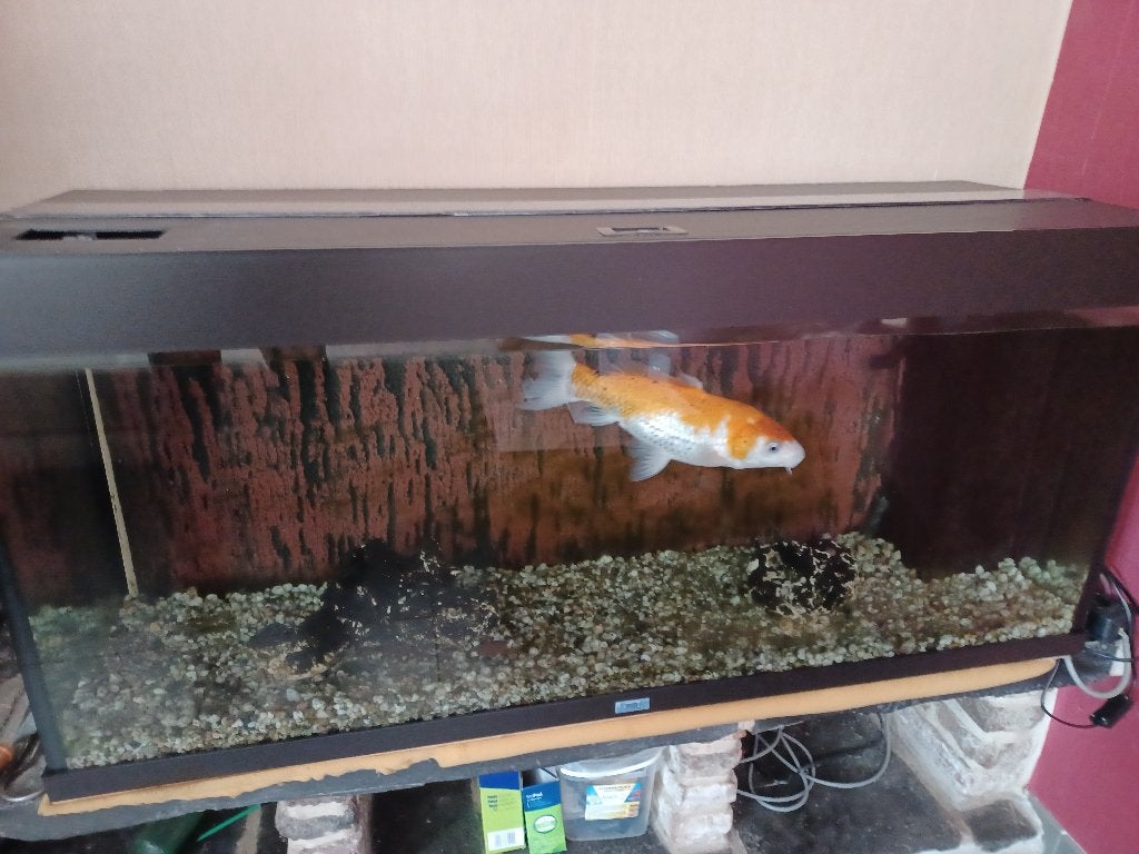 Bijou d'aquarium, Enlèvement, Utilisé, Filter, Juwel