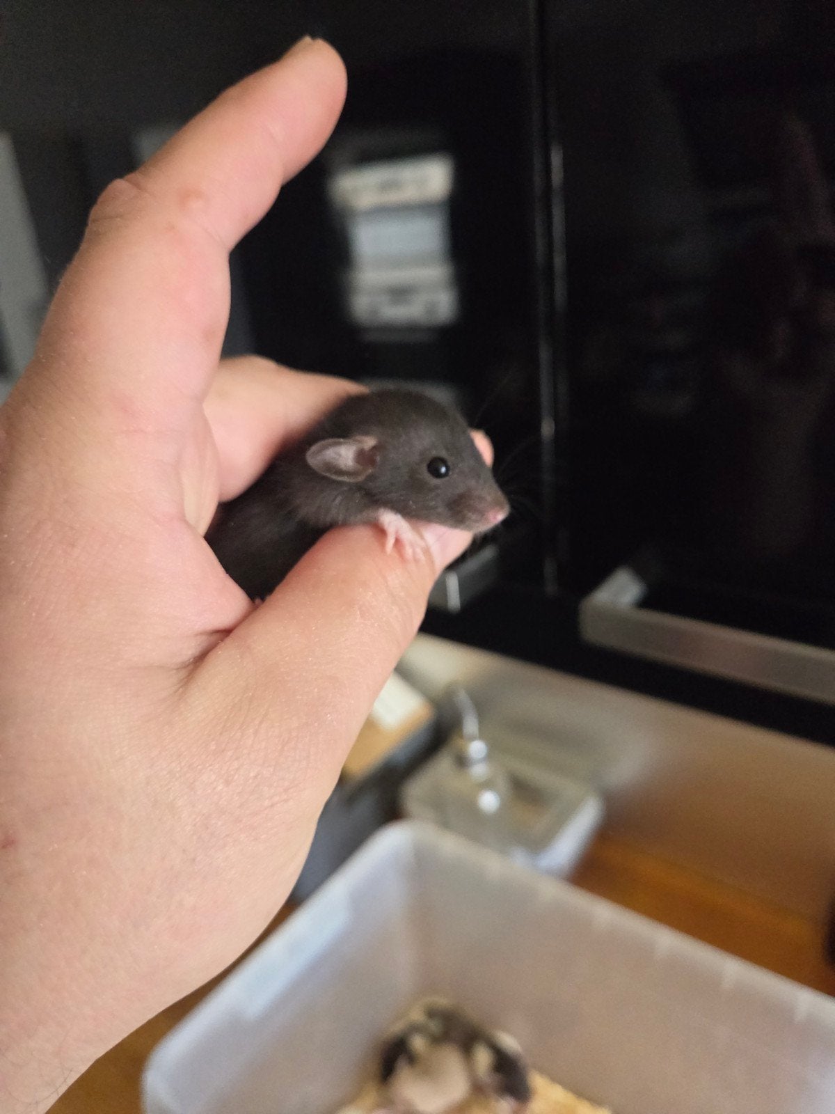 super knappe dumbo dwergratjes mannetjes, Rat, Mâle, Domestique, Septembre
