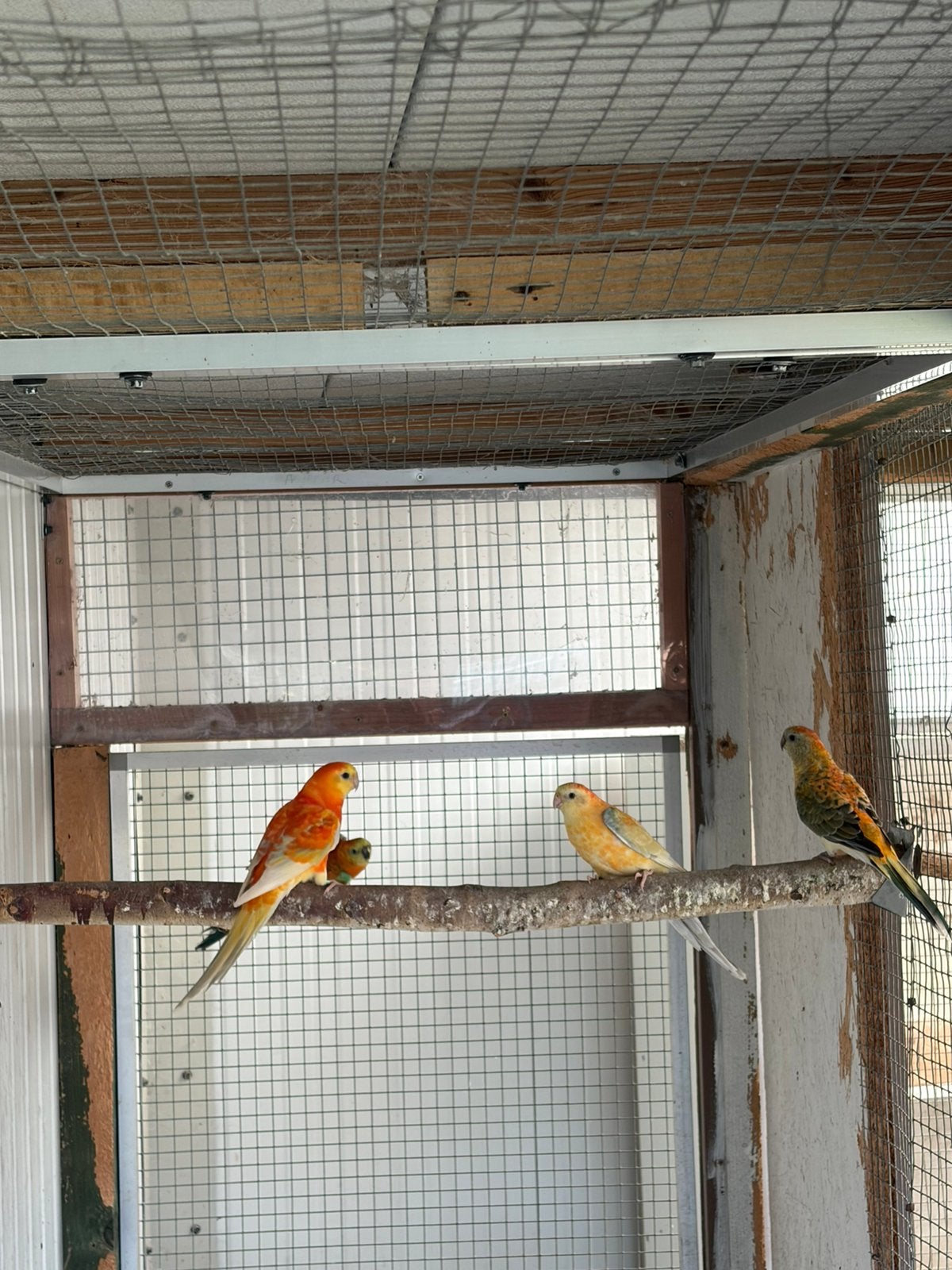 Jonge roodrugparkieten 2026, Meerdere dieren, Parkiet, Geringd