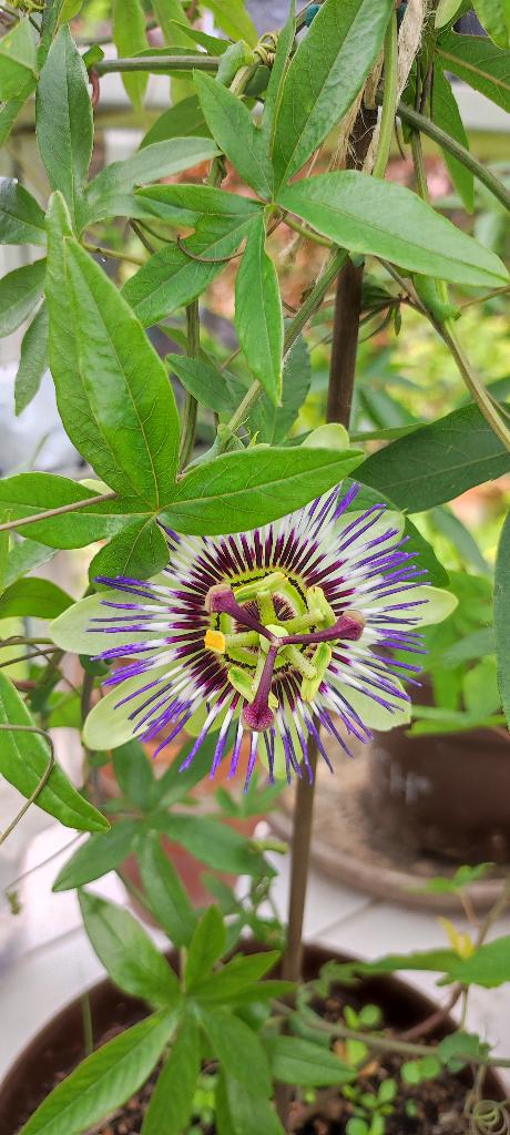 Au jardin d'agrément, Tuin en Terras, Planten | Tuinplanten, Ophalen, Lente, Vaste plant, Halfschaduw