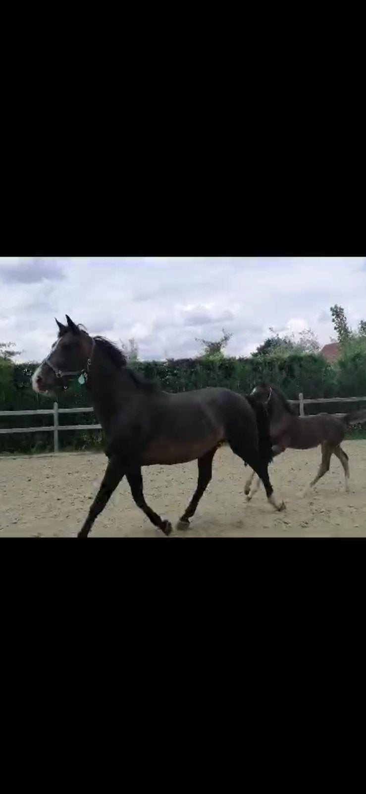 Fokmerrie, Dieren en Toebehoren, Paarden, Merrie, Springpaard, Met stamboom, Zadelmak