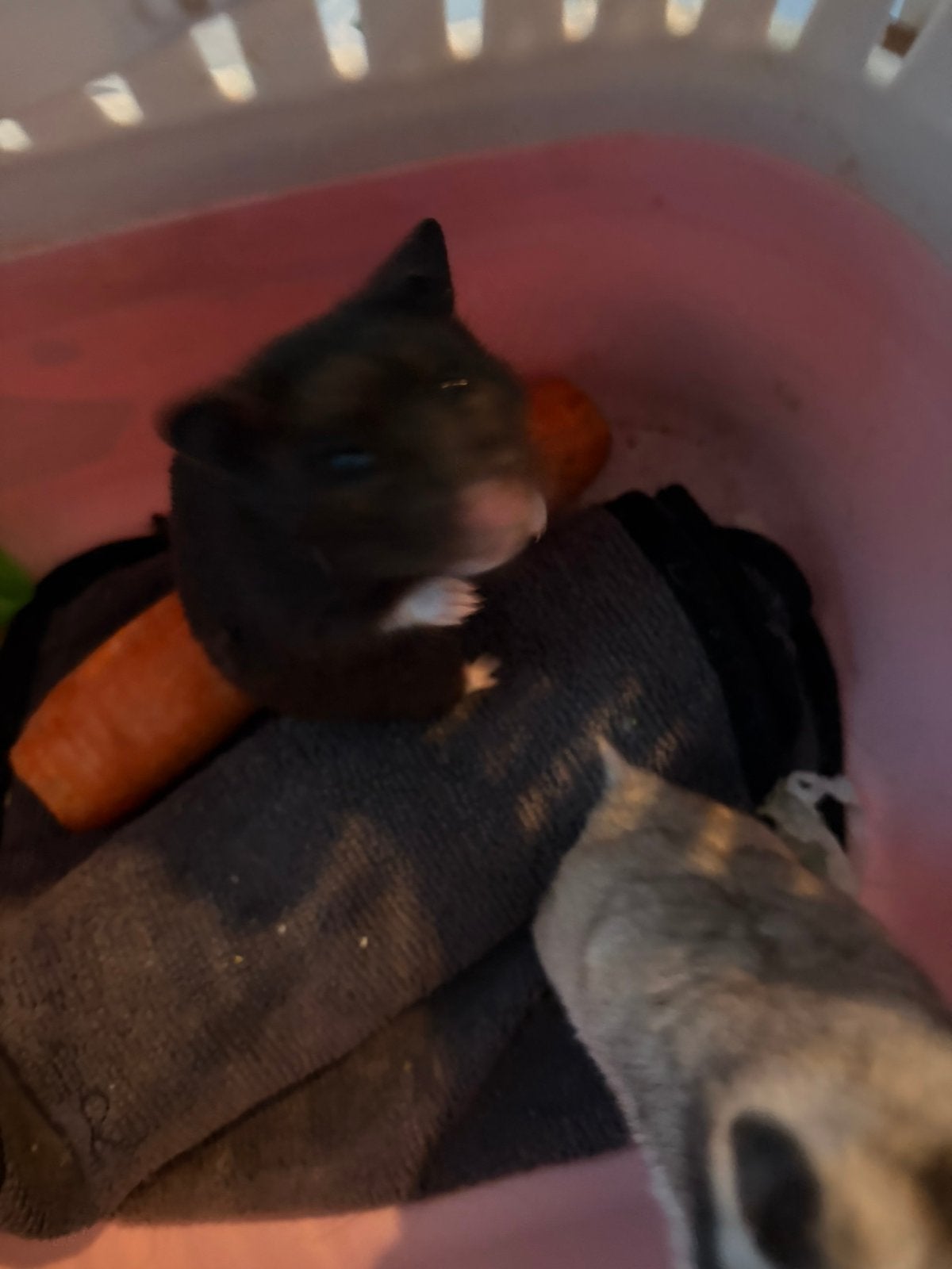 Zwarte hamster, Dieren en Toebehoren, Augustus, Mannelijk, Overige typen, Tam