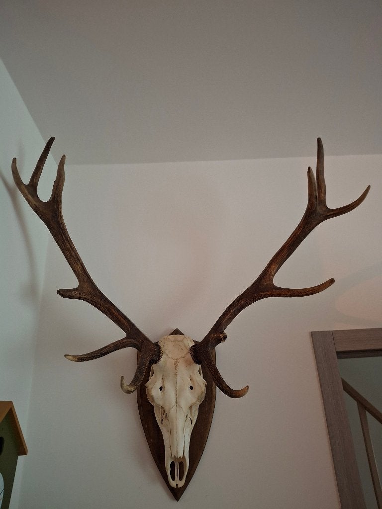 Gewei edelhert + geweien ree, Enlèvement, Cerf, Bois ou Tête