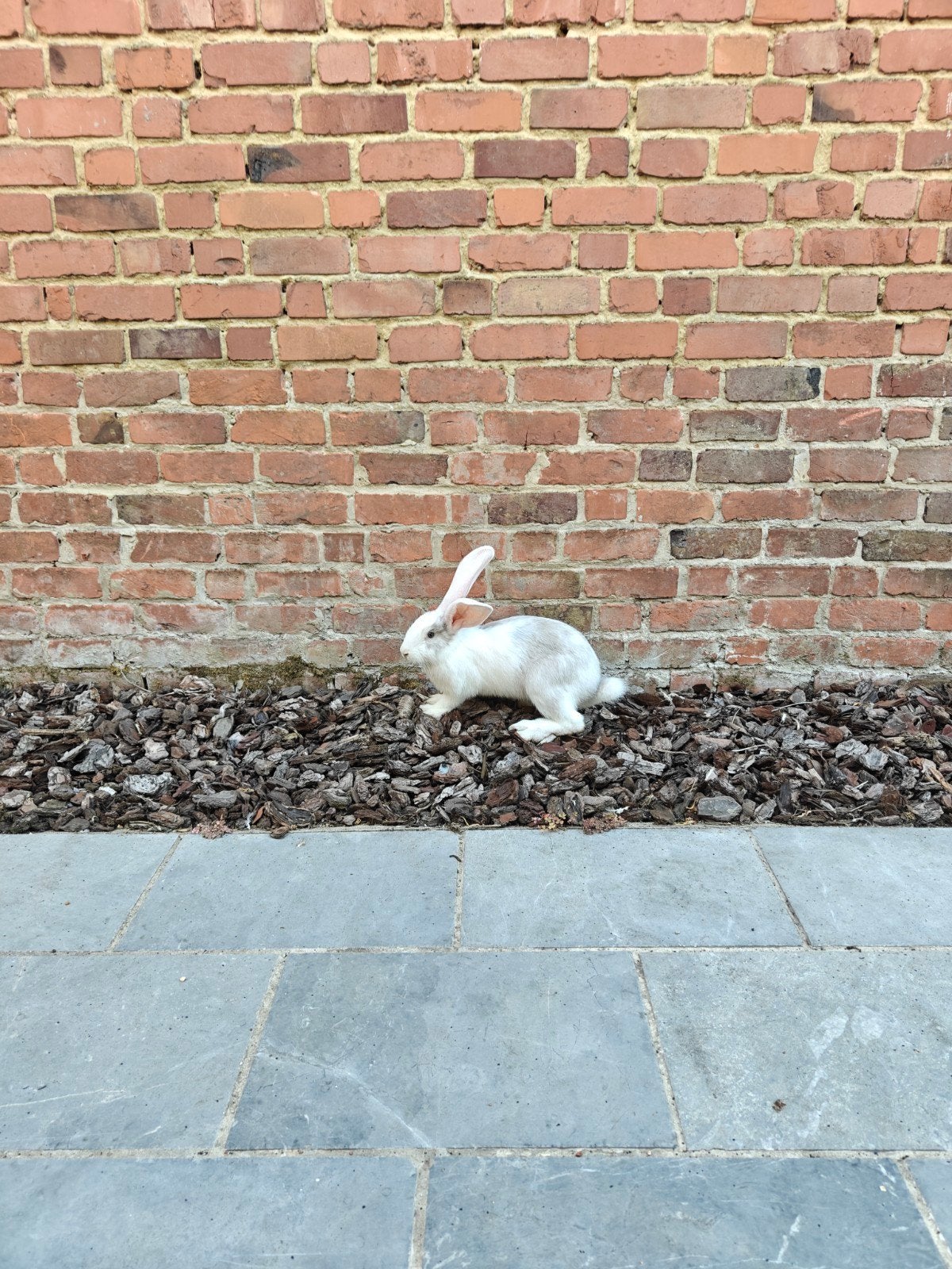 Handtamme Duitse reus konijnen, Dieren en Toebehoren, Mannelijk, Groot