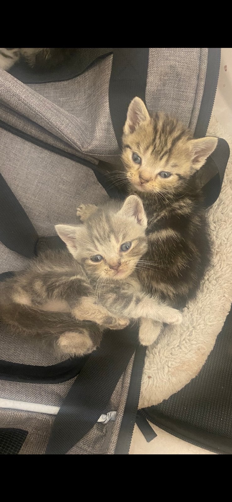 Britse kortharigen kittens, Dieren en Toebehoren, Katten en Kittens | Raskatten | Korthaar, Meerdere dieren, Gechipt, 0 tot 2 jaar
