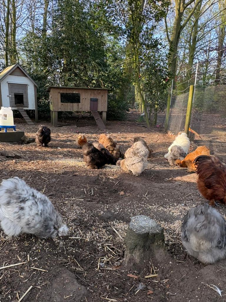 Broedeieren USA zijdehoen ( GRATIS verzending), Dieren en Toebehoren, Pluimvee, Kip