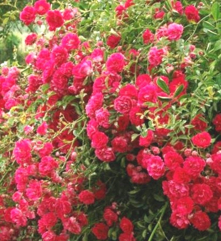 Rosier couvre-sol (Rosa 'The Fairy'), Jardin & Terrasse, Bulbes & Semences, Enlèvement