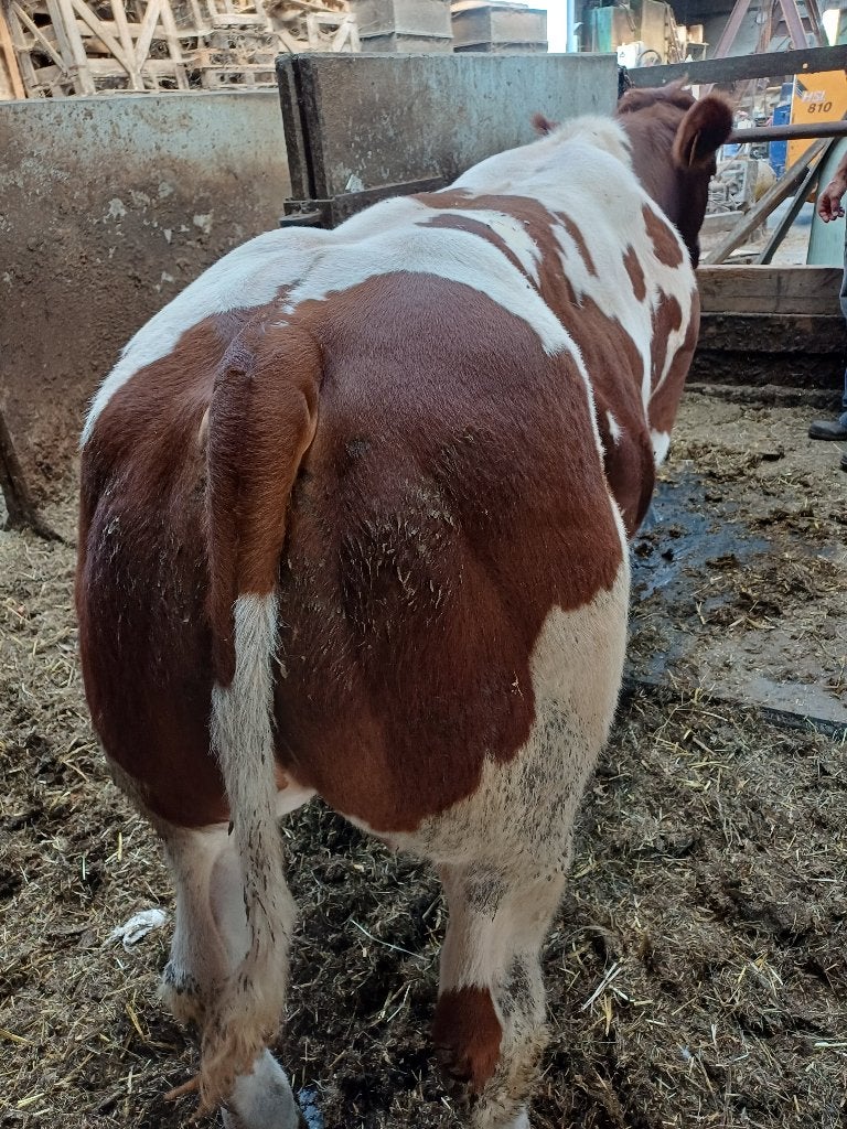 Maine Anjou stieren, Dieren en Toebehoren, Mannelijk
