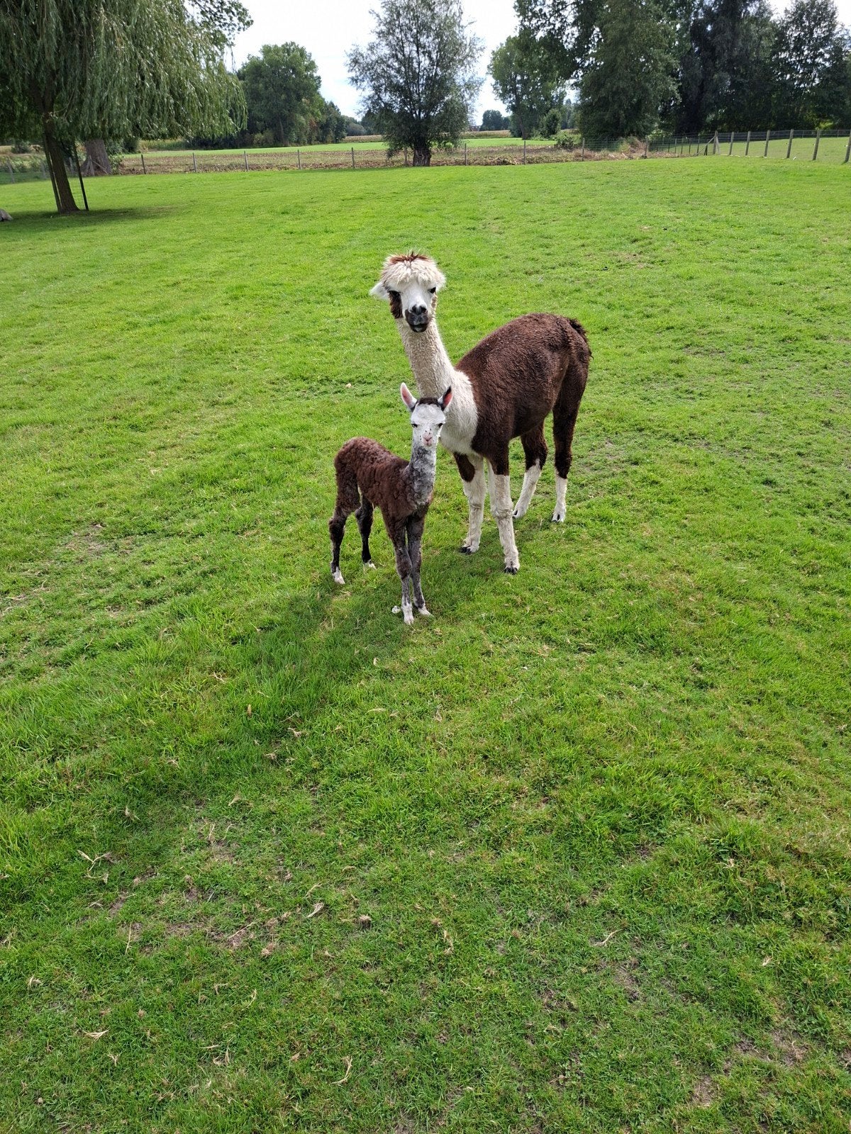 alpaca, Septembre, Femelle