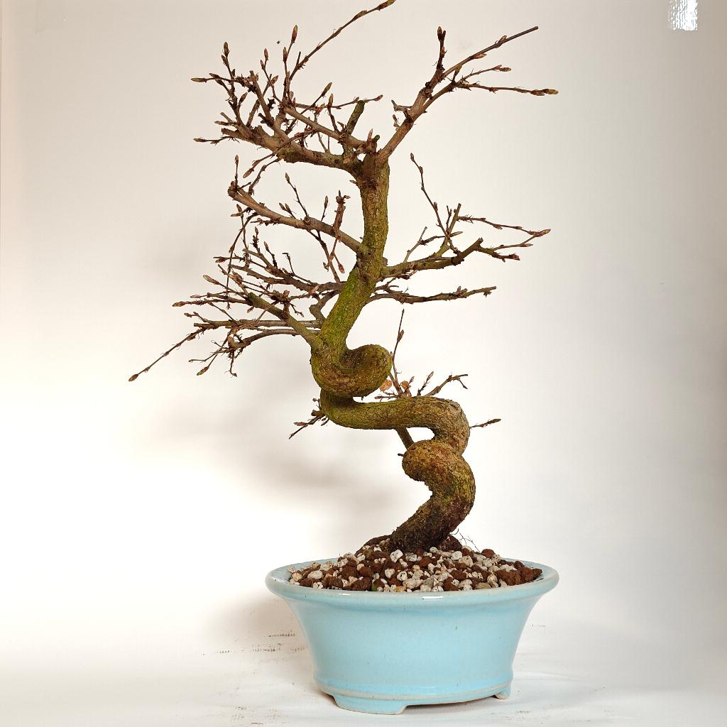 Japanse haagbeuk bonsai - Carpinus laxiflora, Enlèvement ou Envoi, En pot, Autres espèces, Ombre partielle