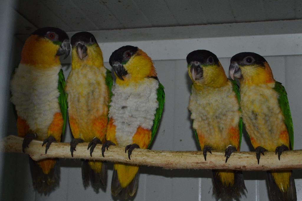 1-1 Zwartkopcaiques/papegaaien en een..., Plusieurs animaux, Perroquet, Bagué
