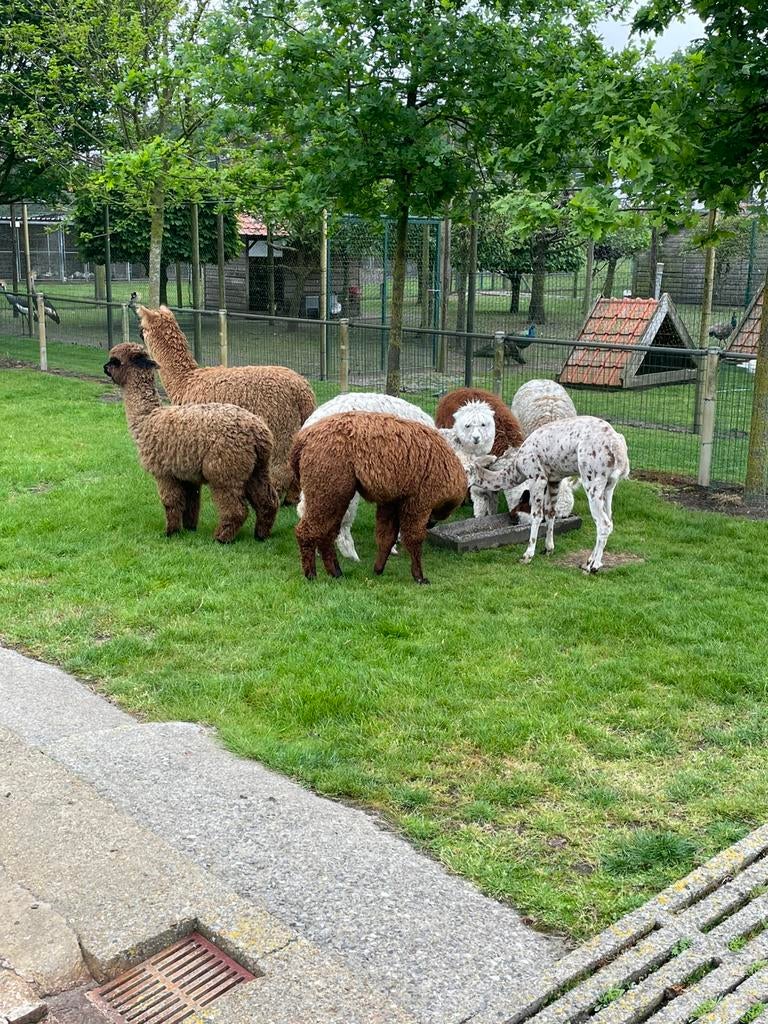 Alpaca veulentjes, Dieren en Toebehoren, Augustus, Meerdere dieren