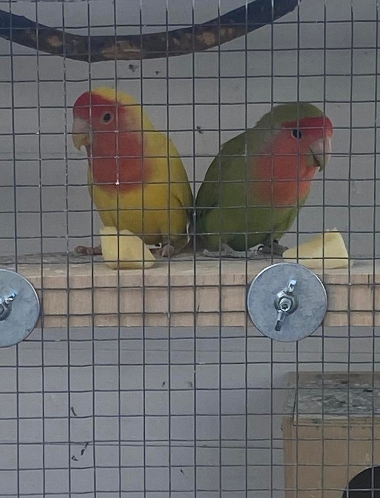 GEZOCHT: 2 agapornisjes koppel en 1 agapornisje man, Dieren en Toebehoren, Meerdere dieren, Dwergpapegaai of Agapornis