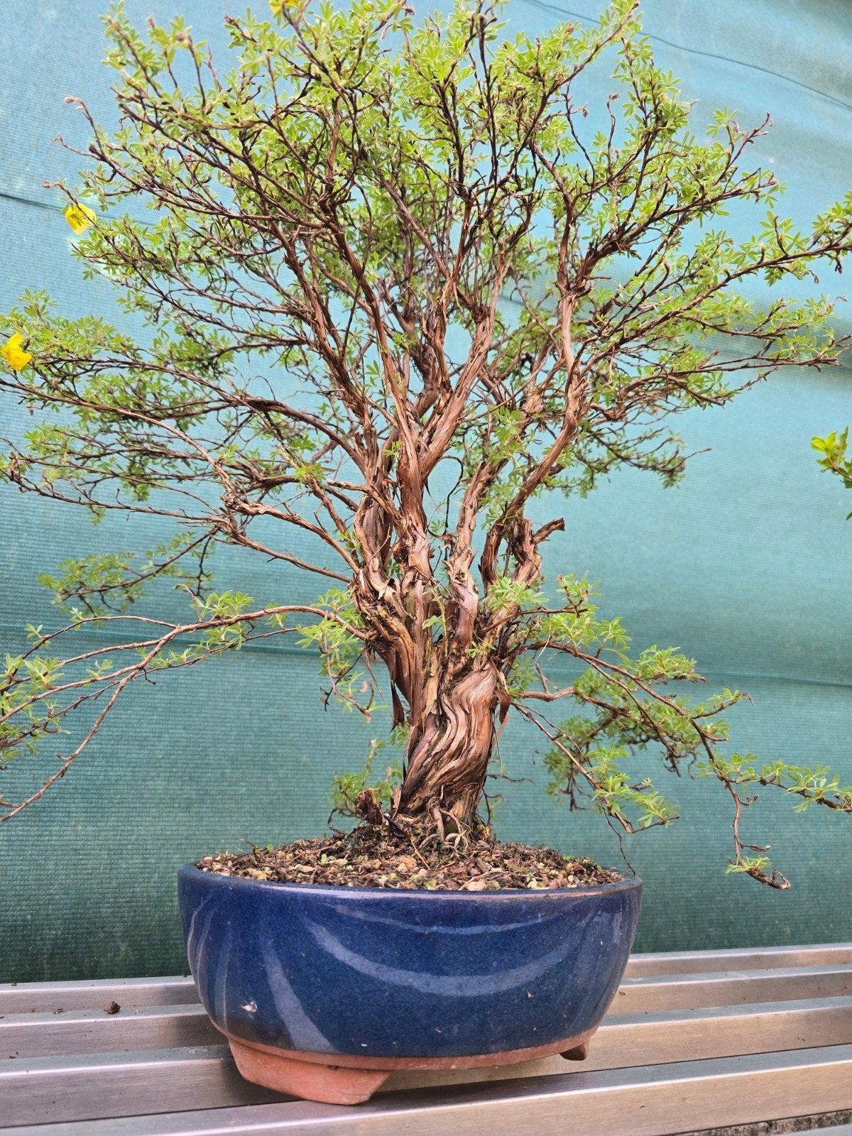 Bonsai potentilla, Tuin en Terras, Ophalen