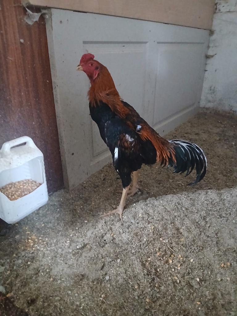 Shamo de qualité supérieure, Mâle, Poule ou poulet