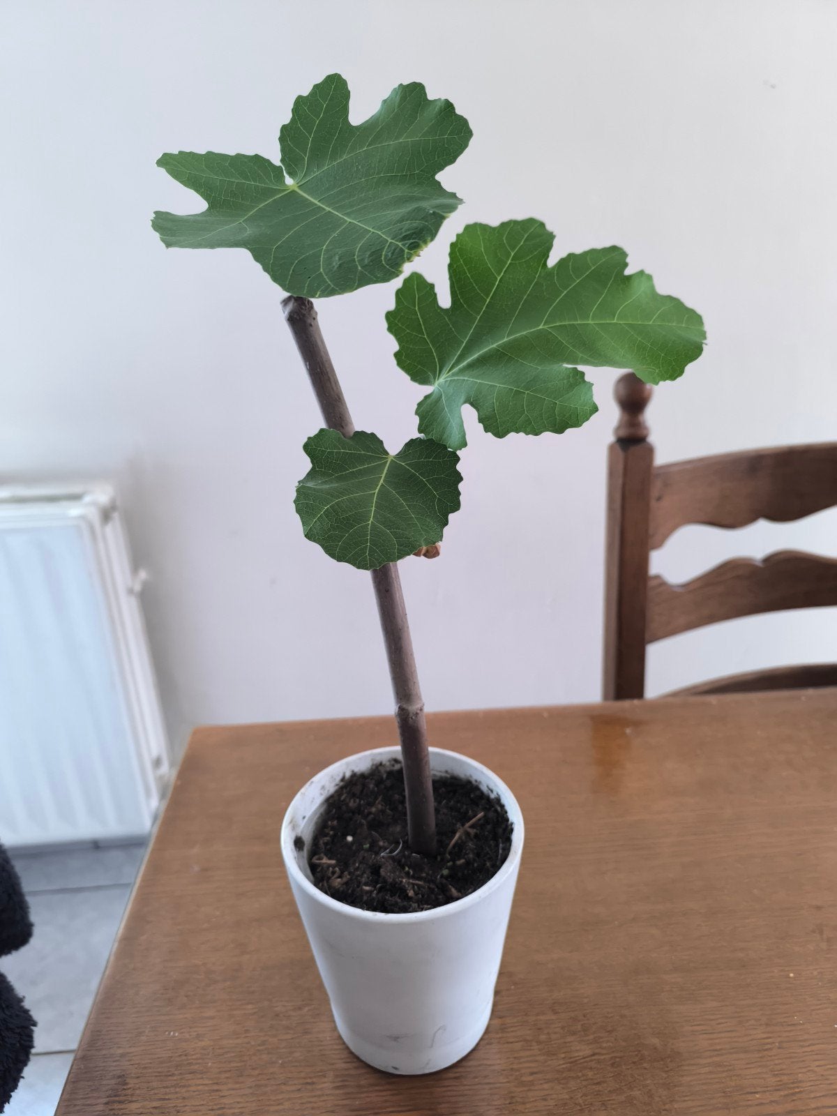 figuier, Tuin en Terras, Planten | Fruitbomen, Ophalen of Verzenden, Vijgenboom