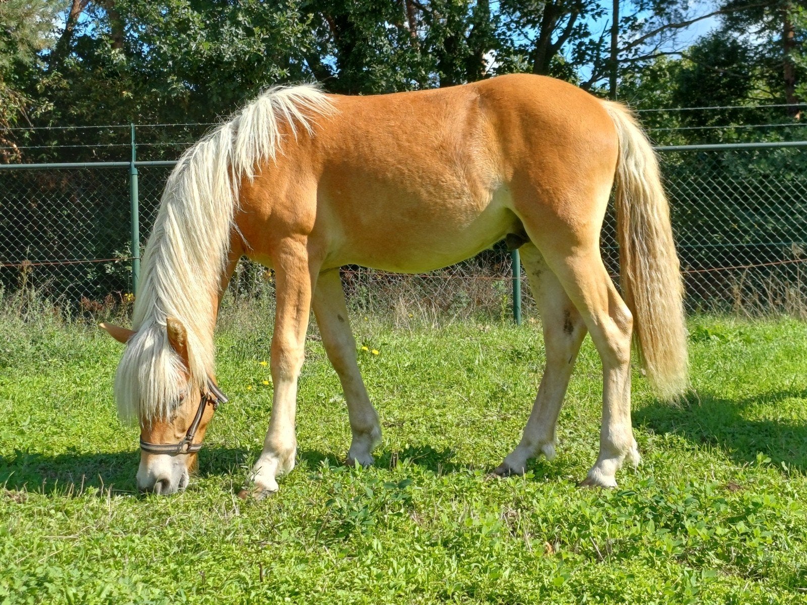 Zeer knappe haflinger jaarling, Avec pedigree, Moins de 160 cm, Étalon, 0 à 2 ans