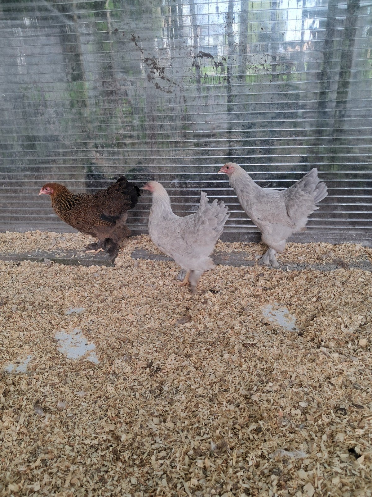 Brahma kriel hennen, Dieren en Toebehoren, Vrouwelijk, Kip