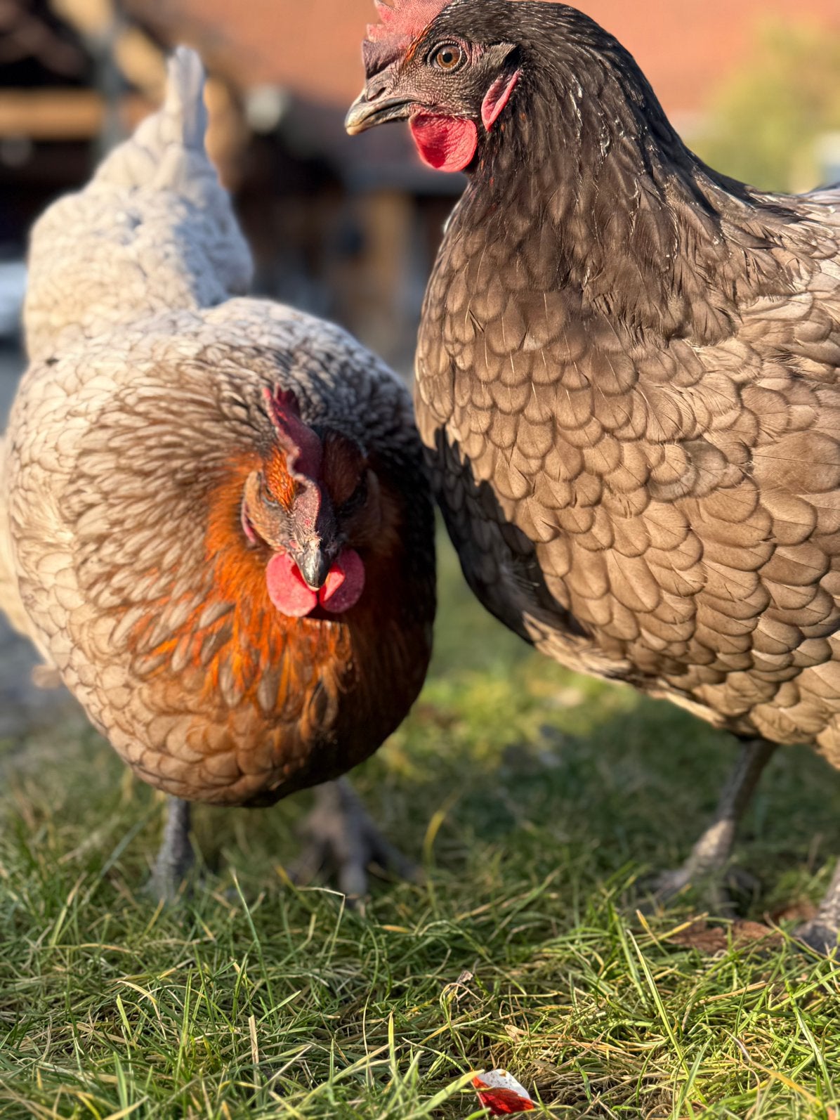 Mooie jonge Blue des landes legkippen