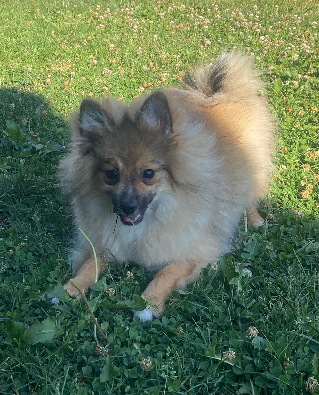Duitse spitz, België, Keeshond, 15 weken tot 1 jaar, CDV (hondenziekte)