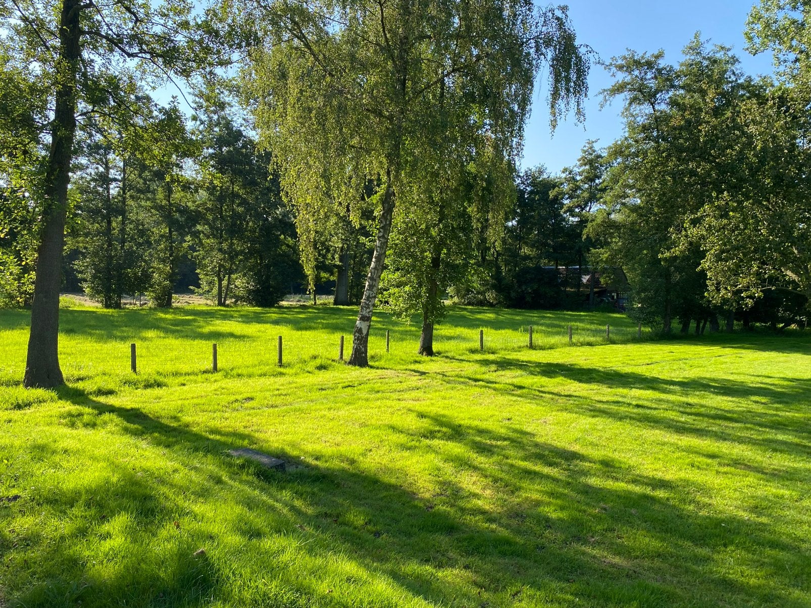 Aangeboden hooi in presjes botjes, Dieren en Toebehoren