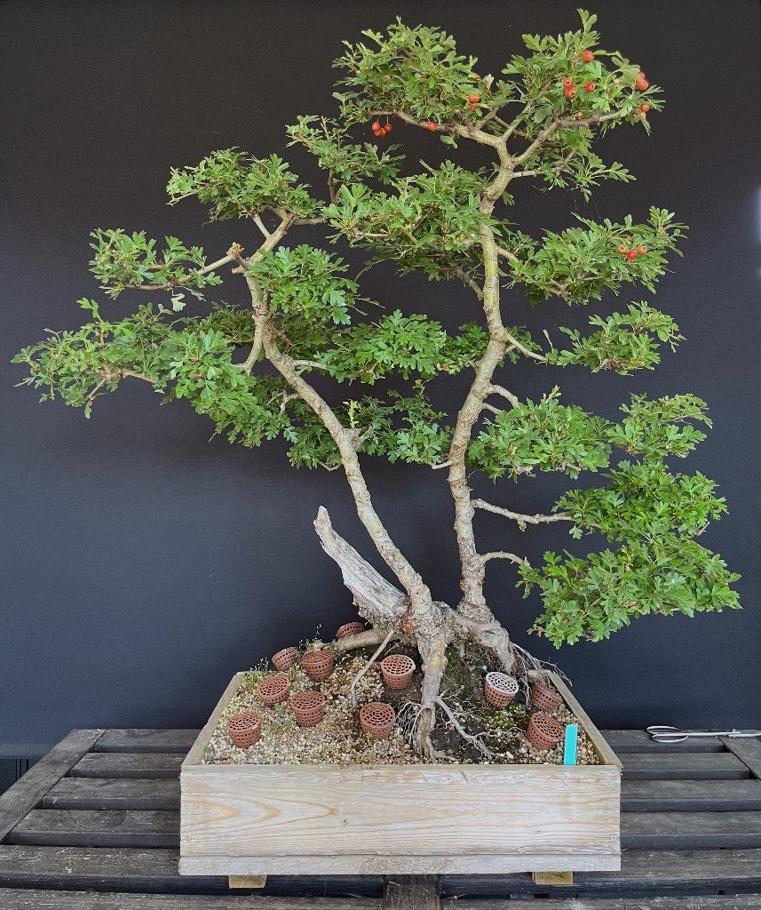 Meidoorn yamadori, Enlèvement, 100 à 250 cm