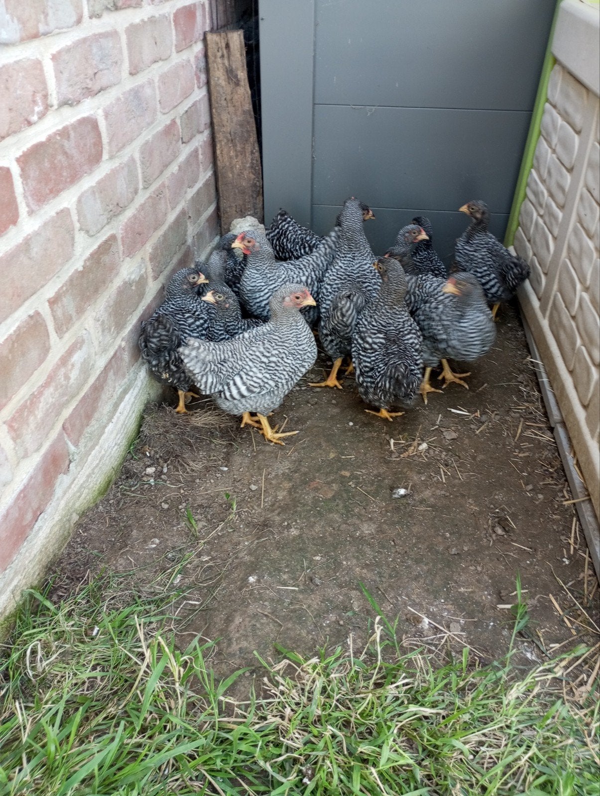 Coq wyandotte naine barré, Animaux & Accessoires