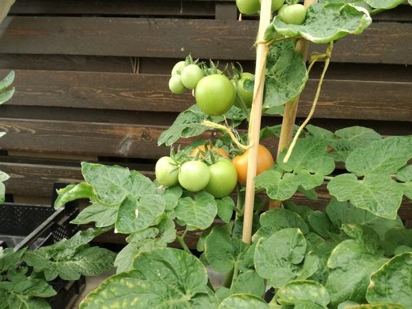 Tomatenplanten Maja (Balkontomaat), Ophalen