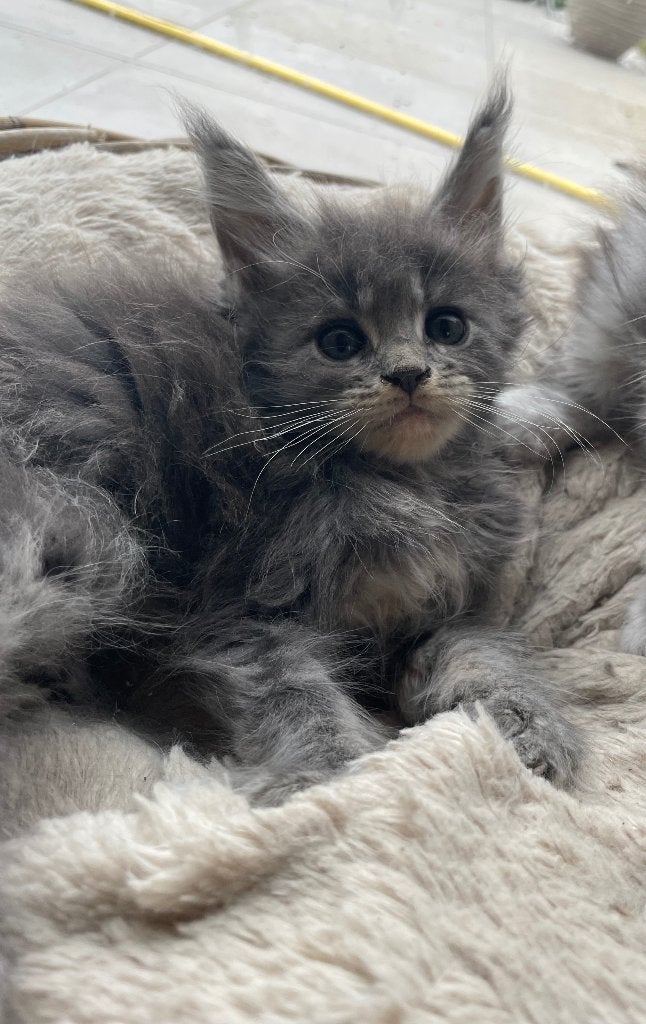 Maine Coon katertjes, Chat, Avec puce électronique, 0 à 2 ans