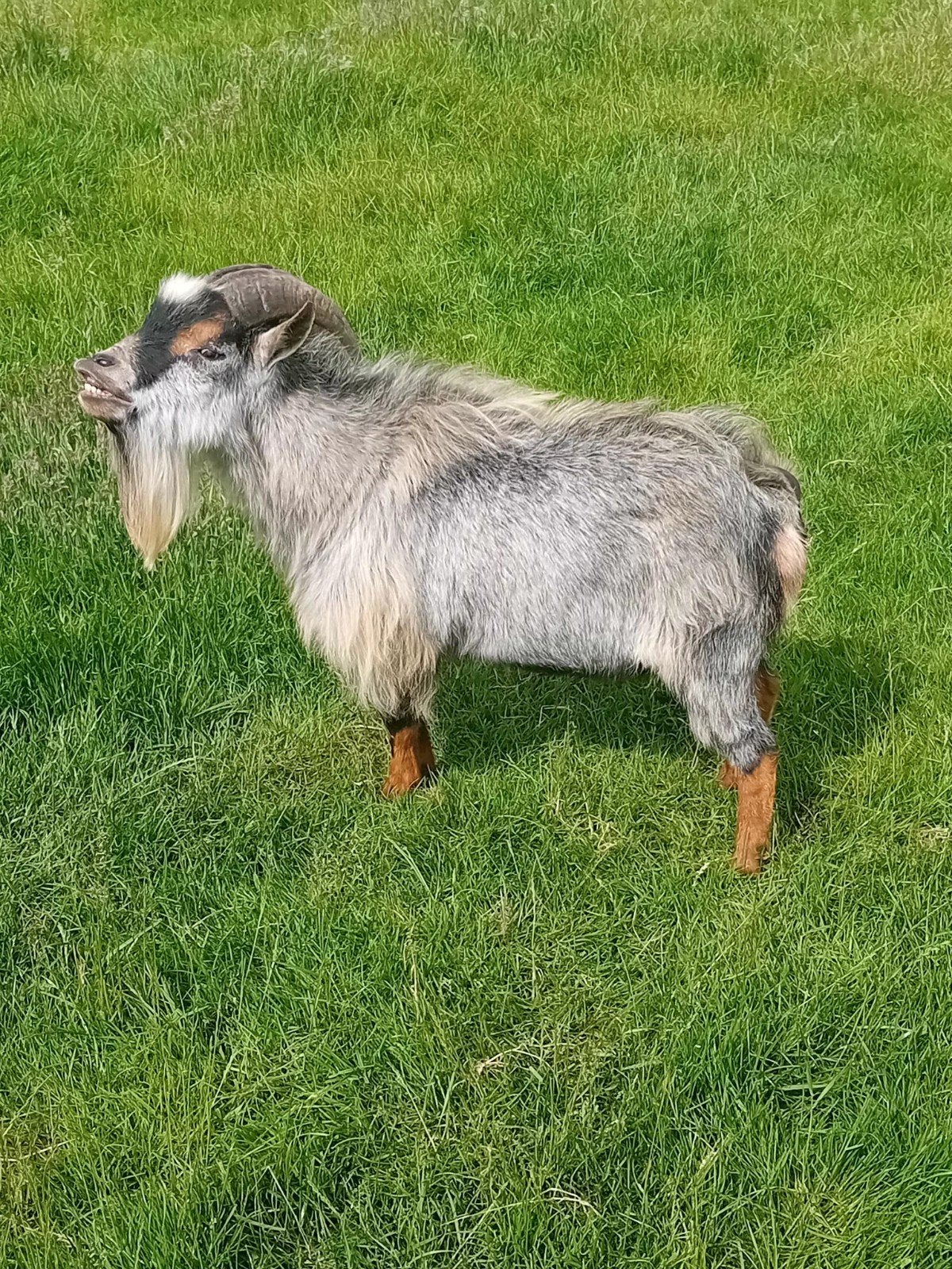 blauwschimmel dwerggeiten dekbok, Mannelijk, Geit