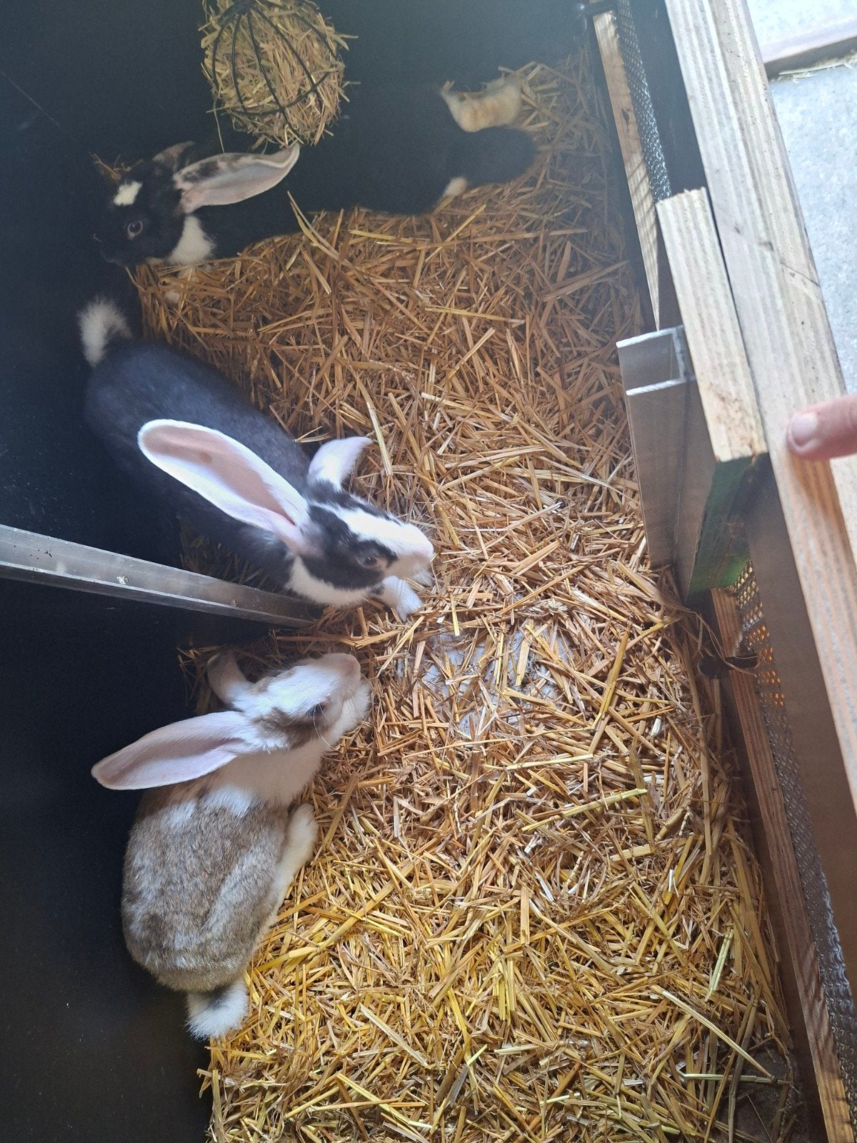 mooie duitse reuzen mannetjes, Dieren en Toebehoren, Konijnen, Mannelijk, Groot, 0 tot 2 jaar