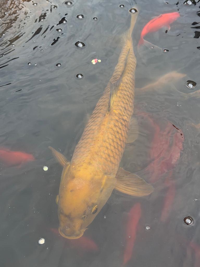 Koi +- 60 cm, Dieren en Toebehoren, Karper of Koi