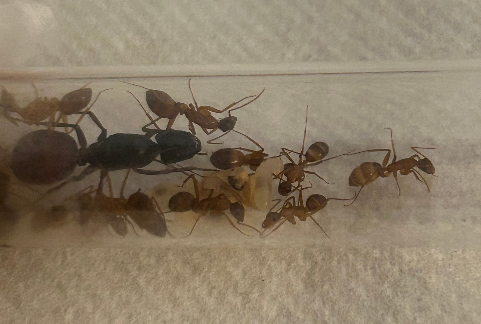 Camponotus CA02 q 10-20 werksters / mieren ant kolonie, Dieren en Toebehoren, Insecten en Spinnen