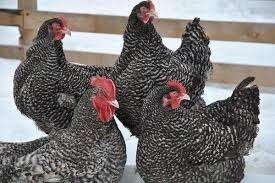 30 derniers poussins de coucous de Malines pour 21 septembre, Sexe inconnu, Poule ou poulet