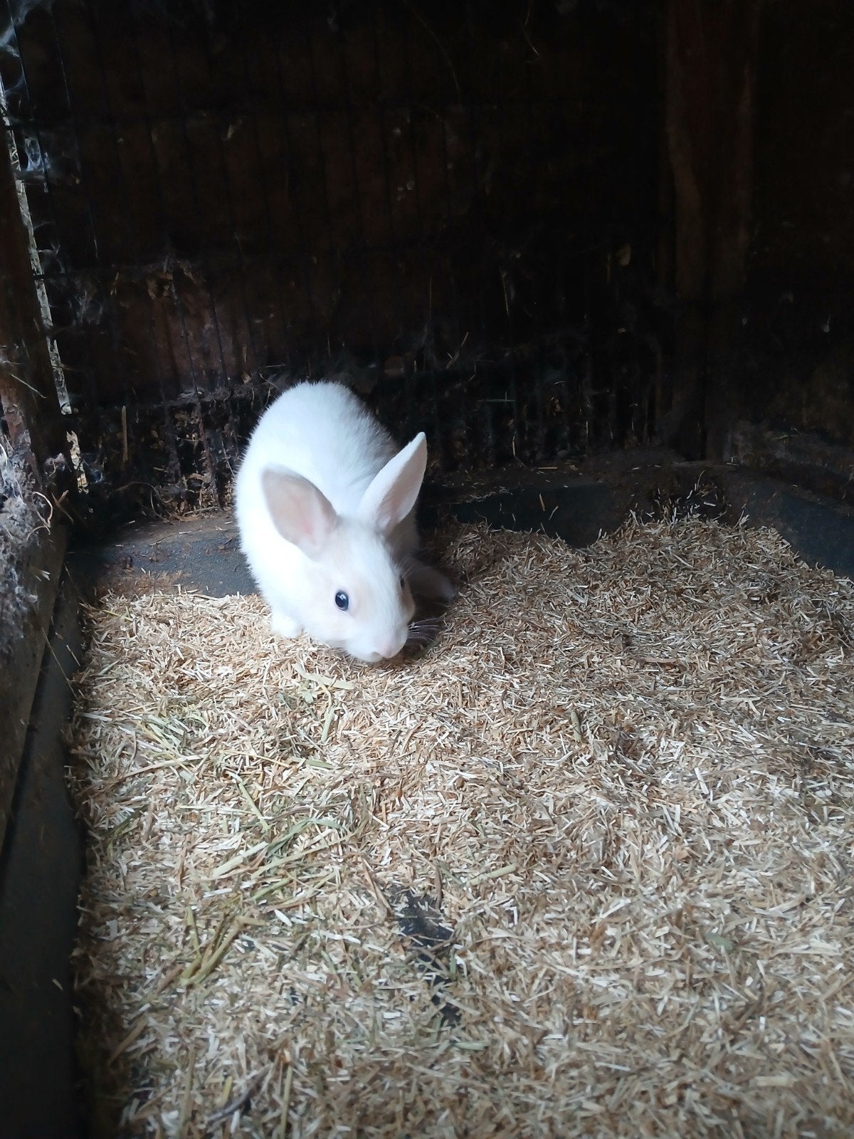 3 konijntjes ( vrouwtjes ) 15 per stuk, Dieren en Toebehoren, Konijnen