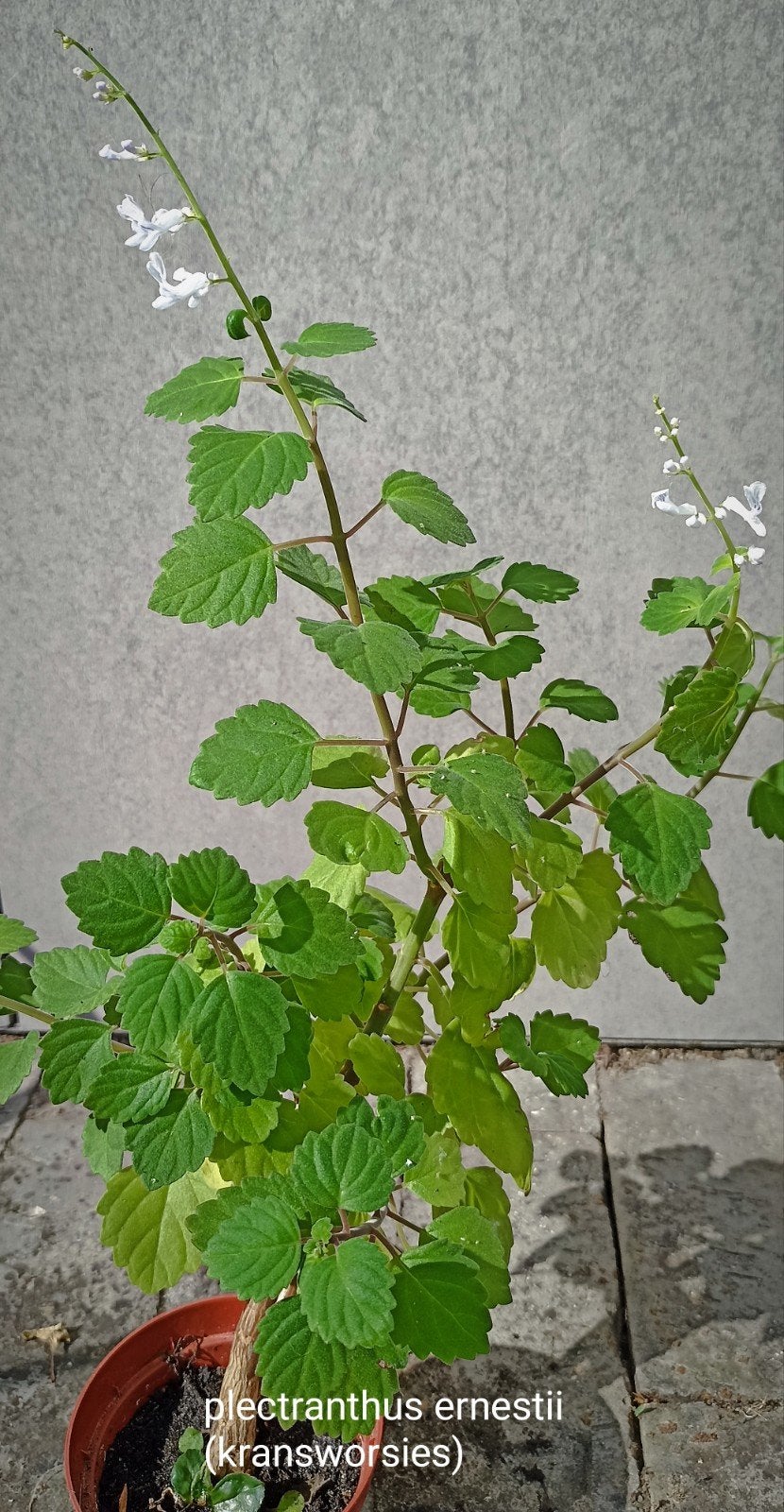 plante d'intérieur, Enlèvement