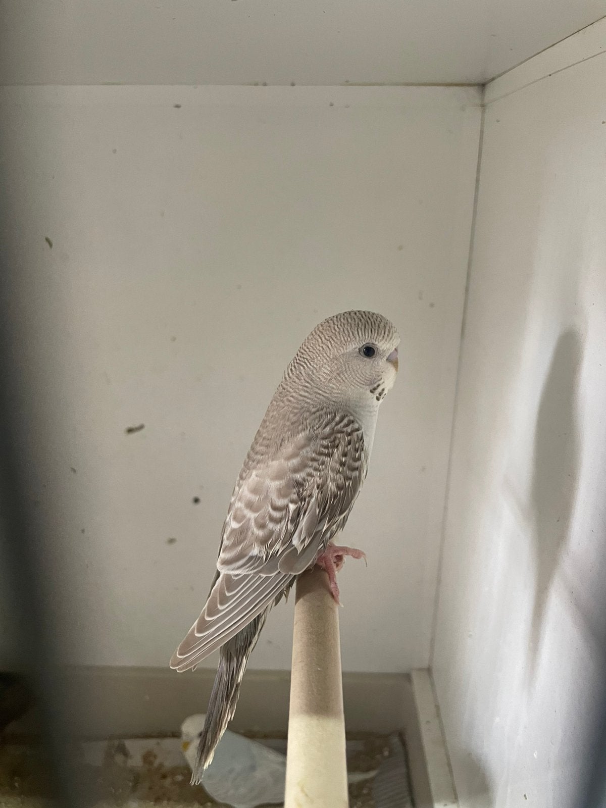 Grasparkieten, Plusieurs animaux, Perruche