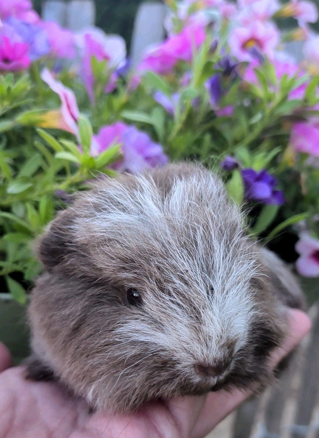 Ch Teddy baby cavia meisje zeug, Dieren en Toebehoren, Cavia, Juli, Vrouwelijk, Tam