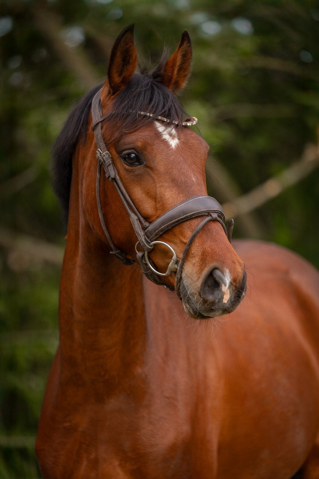 3 jarige merrie For Ferrero x Ferdeaux, Merrie, M, Ontwormd