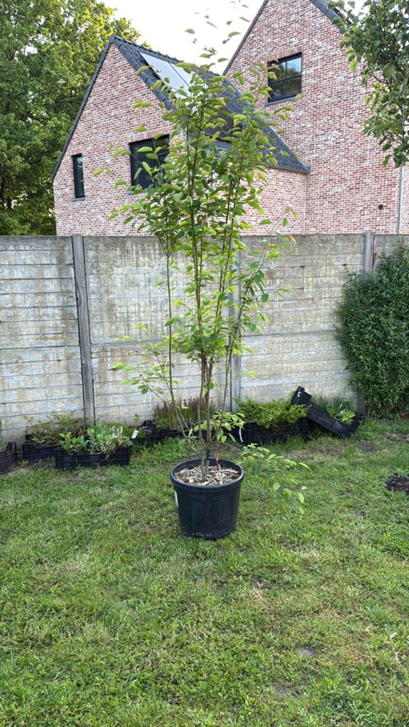 Krentenboom - Amelanchier, Ophalen