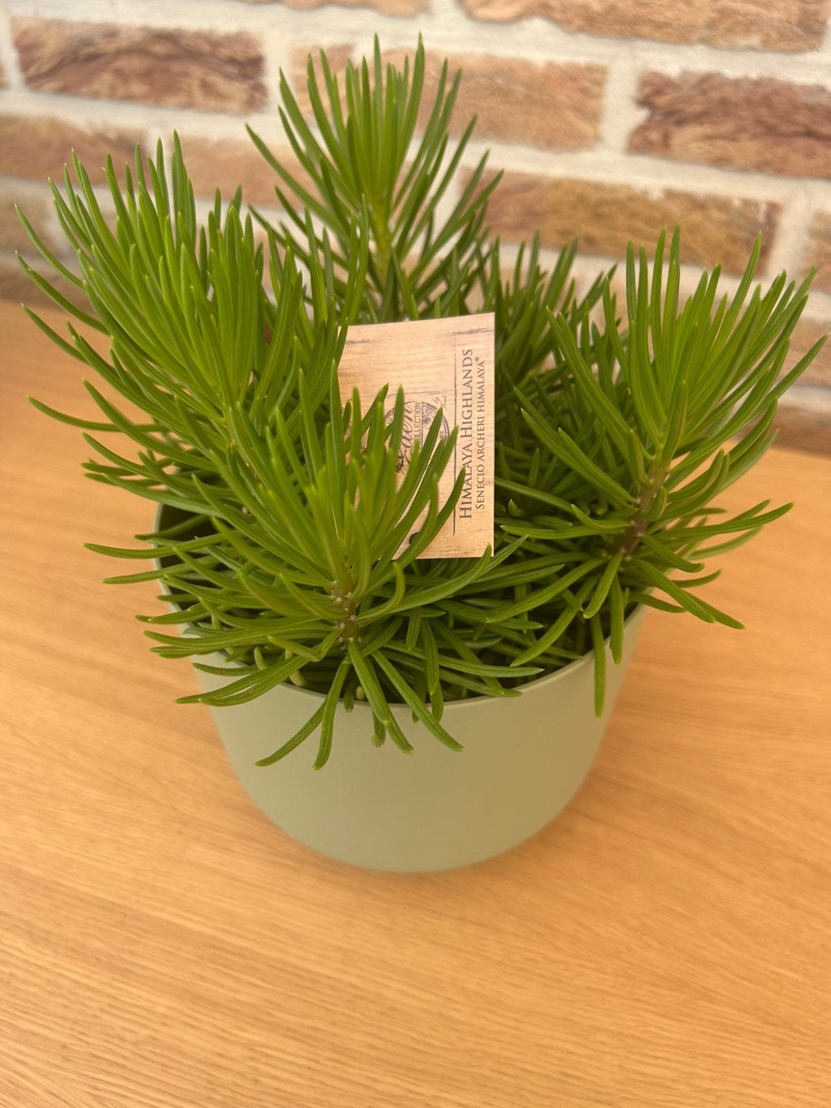Leuke kamerplant + bloempot, Ophalen, Overige soorten, In pot, Minder dan 100 cm