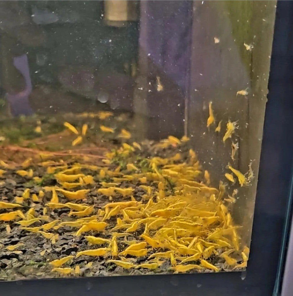 Mooie Yellow Fire Neon Garnalen, Homard, Crabe ou Crevette, Poisson d'eau douce, Banc de poissons