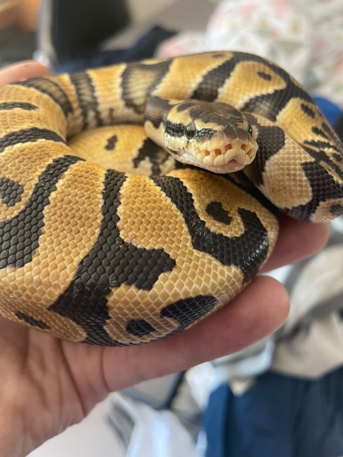 Koningspython Ball Python - unknown for sale from Stef Dupont